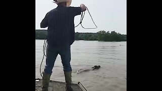Cowboy Ropes In Cattle During Deadly Flood Waters