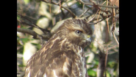 Immature Red-tailed Hawk is our Visitor