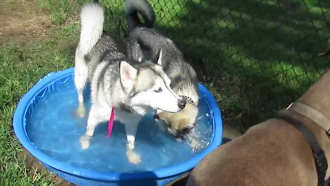 Husky totally hogs the pool at the dog park