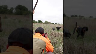 Taking Photos Of Pointing Dogs