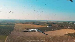 Drone flies among dozens of storks