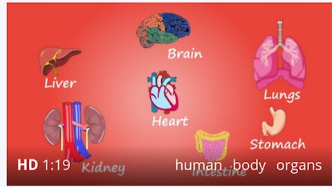 Human Body Organs