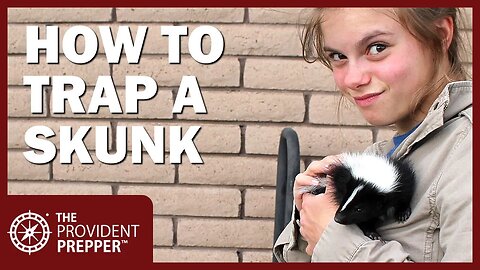 How to Safely Catch a Skunk in a Live Trap and Release It
