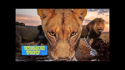 New Two Lion animal Funny Video@😂