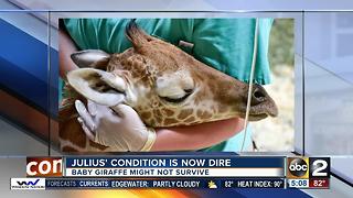 Md. Zoo: Giraffe's outlook is 'dim'