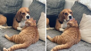Dog freezes after realizing she's on camera grooming the cat
