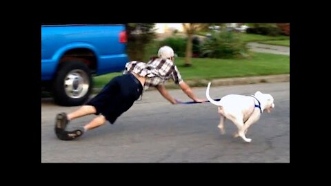 OLD DOG NEW FAILS | Dogs Failing Compilation
