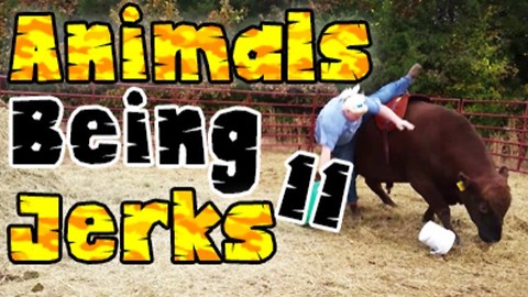 Animals Being Jerks #11