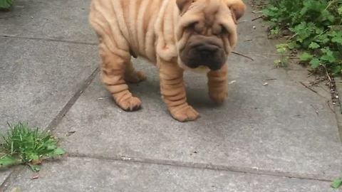 Stubborn Shar Pei puppy ignores owner's call