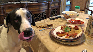 Polite Great Dane Loves Mozzarella Sticks