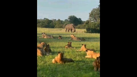Resting Lions Interrupted By Rhino And Wild Dog Pack