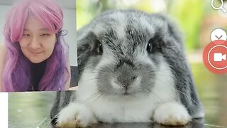 KELINCI HOLLAND LOP