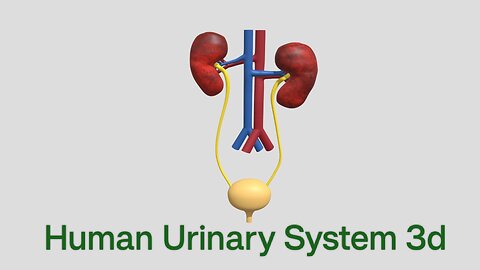 Human Urinary System 3d Animation by MWM Medical