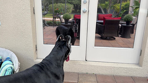 Great Dane is over play date fun & wants to go inside