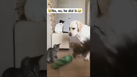 😂No, no, he did it. #shorts #funnyvideo #hahaha #haha #respect #viral #wow#doglovers #cats#catlover