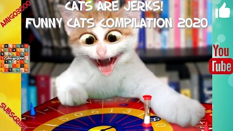 Cats Are Jerks, Funny Cats Compilation