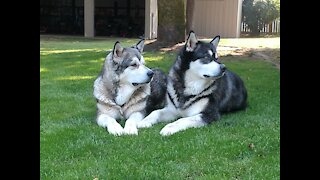 Alaskan Malamutes Howling