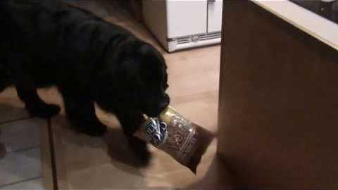 Helpful Newfie Fetches Beer And Snacks For Owner
