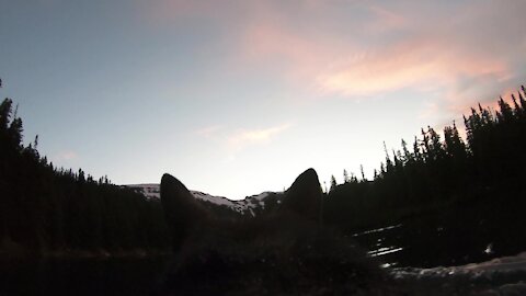 GoPro-wearing dog plays fetch in gorgeous lake at sunset