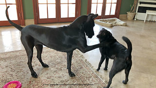 Great Danes and Friends Have Fun Playing Tag and Tug of War