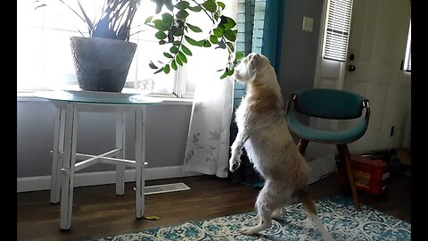 Our dog Winnie standing on back legs peeping out of the window, she is so cute!