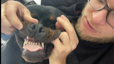 Trying To Make A Rottweiler Bite Me