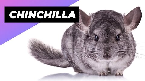 Chinchilla 🐭 The Unconventional but Rewarding Pet
