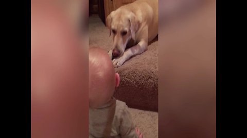 Little Boy can't Stop Giggling at Dog!