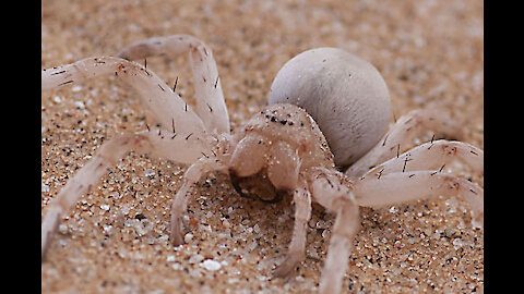 National Geographic National Fastest Animals Running Wildlife Animal.