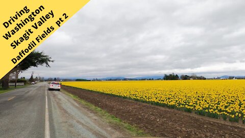 Driving through Skagit Valley Daffodil Fields in Washington Part 2