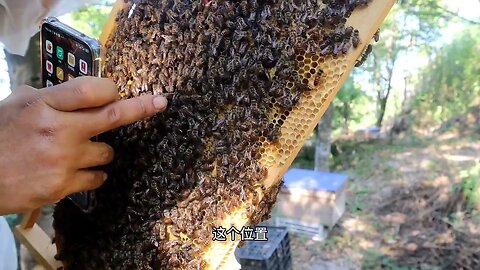 Is the method of quick introduction of industrial bee colonies good?