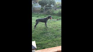 Alexander the Great Dane 3