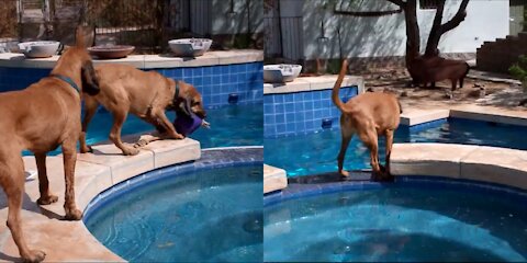 Bloodhounds in the Swimming pool