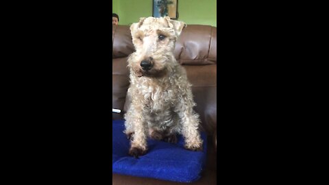 Welsh Terrier observes from the Couch