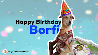 Today our special Barfi dog birthday