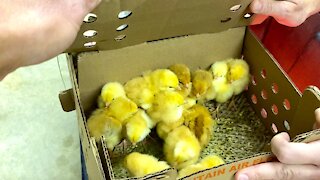 Super Easy Chicken Brooder