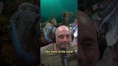 Cuttlefish vs octopus - Joe Rogan reacting to cuttlefish changing colors - Forrest Galante