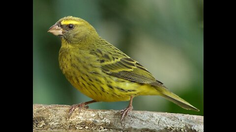 A wonderful twitter of the canary bird