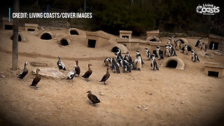 Penguin And Duck Rugby Match