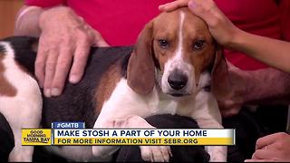 Rescues in Action: Meet Stosh , our June 11 superstar