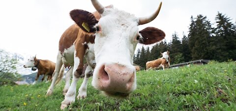 Best Cow Sound Effects with Video