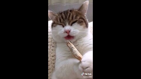 beautiful cats are eating, so funny cat