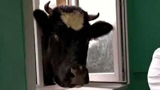 Inquisitive cow joins veterinary class!