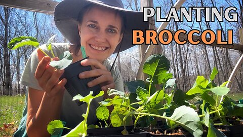 Growing Broccoli at Home | Transplanting my Seedlings
