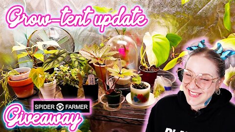 Grow Tent Update, Anthurium Cross-Pollination Attempt & Giveaway Announcement