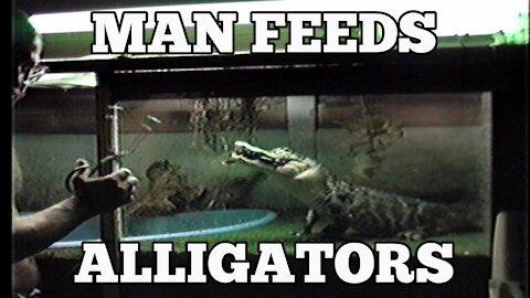 MAN FEEDS ALLIGATORS (Vintage 1987 Pet Video)