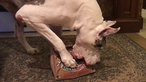 Funny Great Danes Help Open Pizza Box