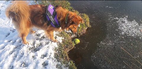 Adorable Doggy Not Sure of Ice !