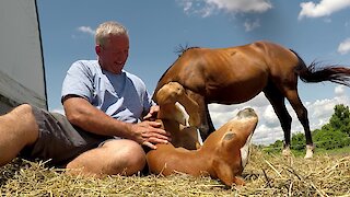 Newborn foal enjoys being petted just like a big dog