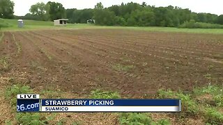 Strawberry picking season almost underway